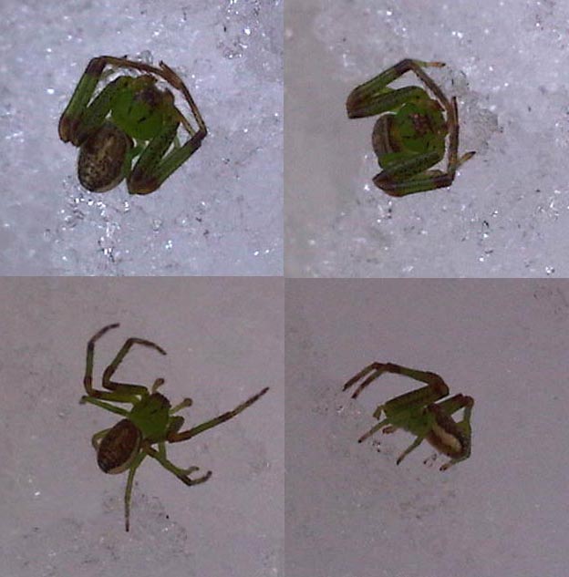 Philodromus? No. Diaea dorsata - Cantalupa (TO)